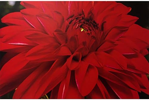 רפאל רוזן אדום פרח בד הדפסה: פרימיום איכות בד קיר הדפסי על עבה עץ מסגרת ב 5 ממדים שונים